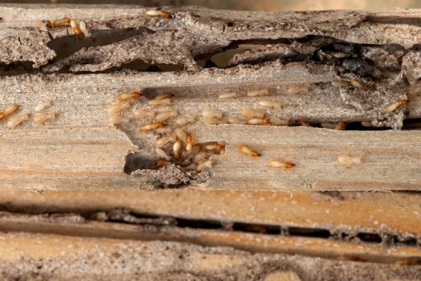 Bird Control in Coaling, AL
